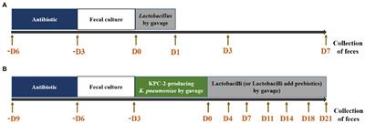 The effect of Lactobacillus with prebiotics on KPC-2-producing Klebsiella pneumoniae